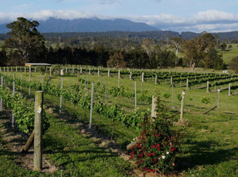 Rusty Fig Wines - Accommodation Cairns 2