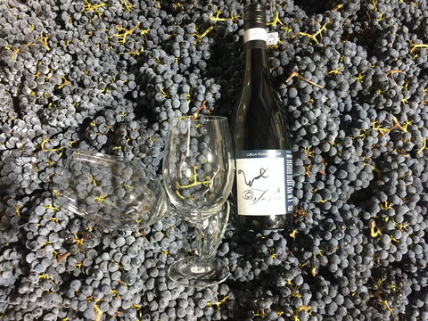 Tobin Wines - Accommodation Cairns 0