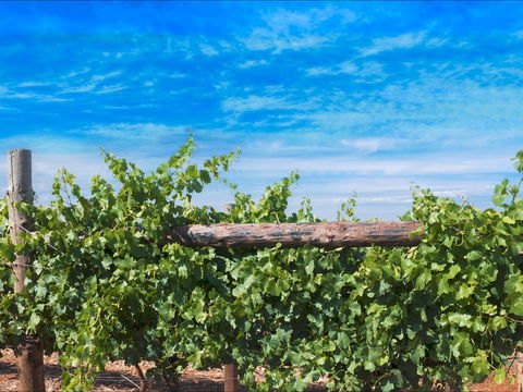 Rowsley Fault Vineyards - Accommodation Cairns 0