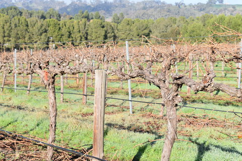 Paisley Wines - Accommodation Cairns 2