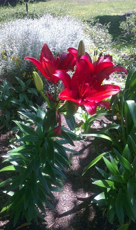 Bluebush Cafe - Accommodation Cairns 10