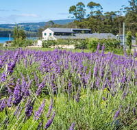 Port Arthur Lavender