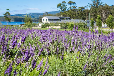 Port Arthur Lavender - Accommodation Cairns 0