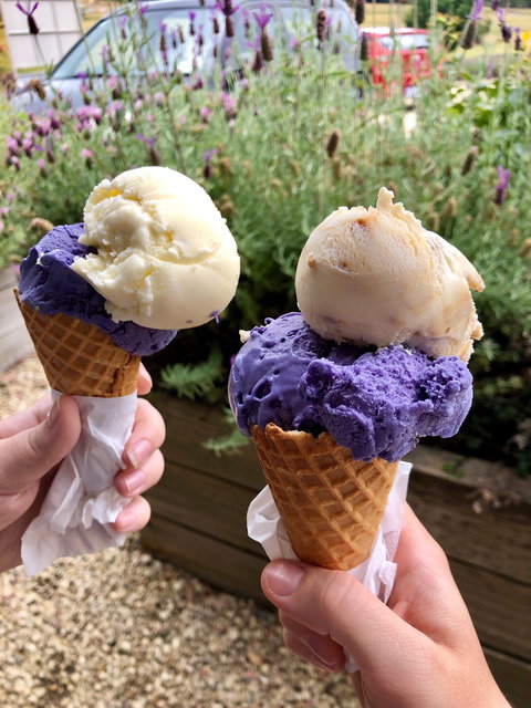 Port Arthur Lavender - Accommodation Cairns 2