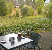 Avocados - Accommodation Cairns