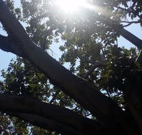 The Season Tree - Accommodation Cairns