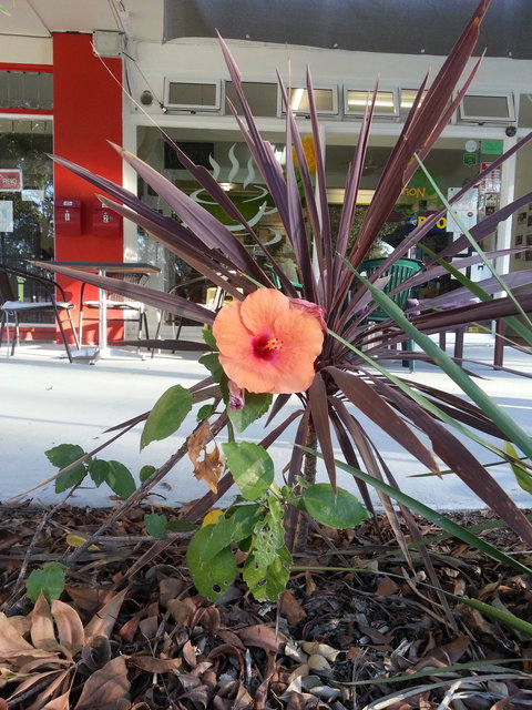 Zesty Lemon Cafe - Accommodation Cairns 1