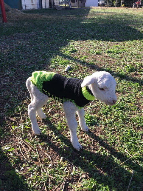 Claredale Pastures - Accommodation Cairns 1