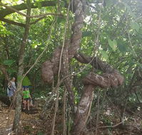 Foxy's Bar - Accommodation Cairns