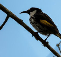 Ivy Cottage - Accommodation Cairns