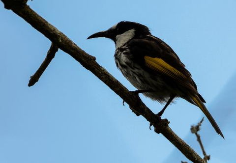 Ivy Cottage - Accommodation Cairns 0