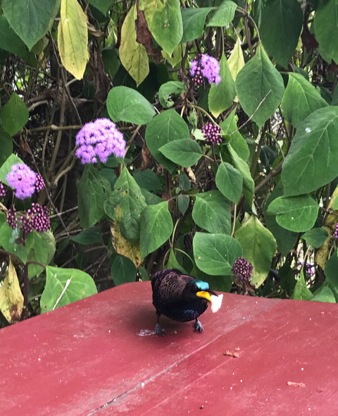 Ivy Cottage - Accommodation Cairns 1