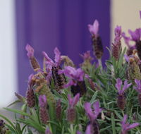 The Purple Door on Seaview - Accommodation Cairns