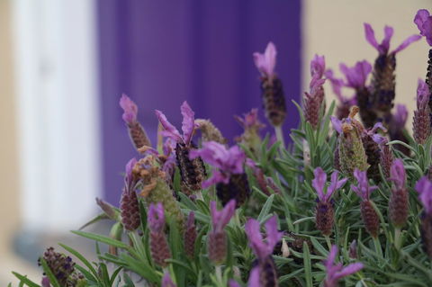 The Purple Door On Seaview - Accommodation Cairns 0