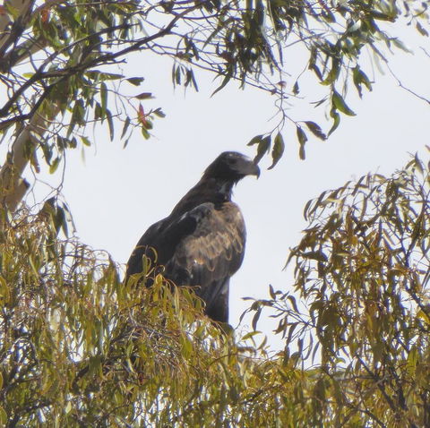 Molly's Chase - Accommodation Cairns 30