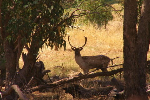 Molly's Chase - Accommodation Cairns 11