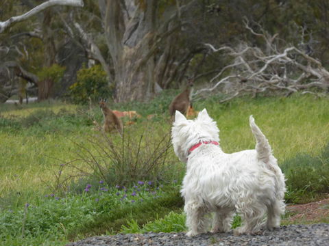 Molly's Chase - Accommodation Cairns 27