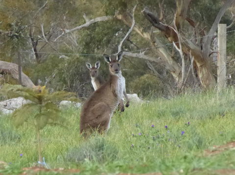 Molly's Chase - Accommodation Cairns 10