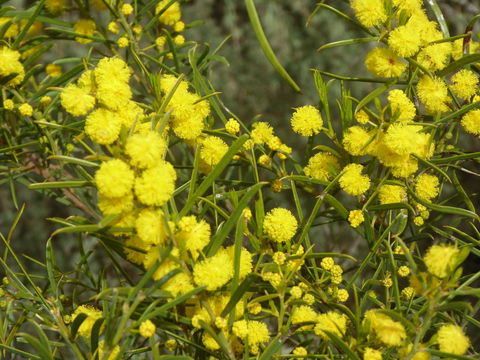 Molly's Chase - Accommodation Cairns 14