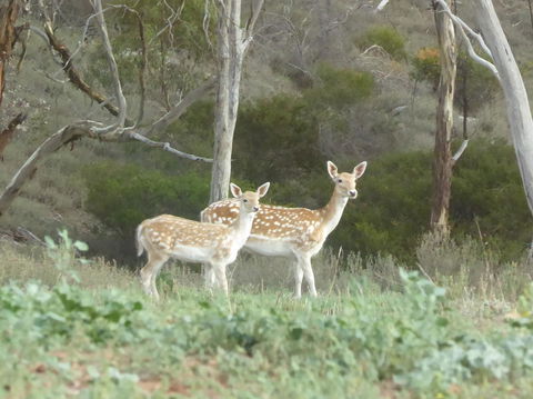 Molly's Chase - Accommodation Cairns 25