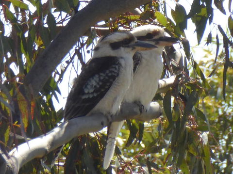 Molly's Chase - Accommodation Cairns 26