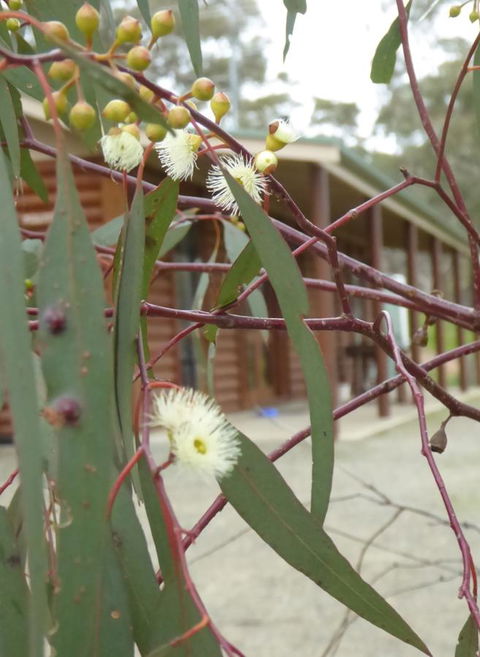 Molly's Chase - Accommodation Cairns 9