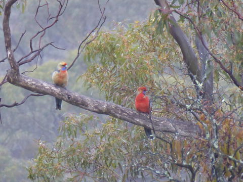 Molly's Chase - Accommodation Cairns 13