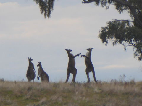 Molly's Chase - Accommodation Cairns 23