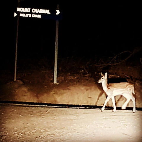 Molly's Chase - Accommodation Cairns 32