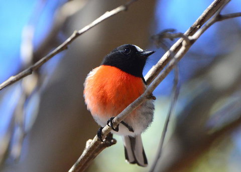 Sea Dragon Kangaroo Island - Accommodation Cairns 20