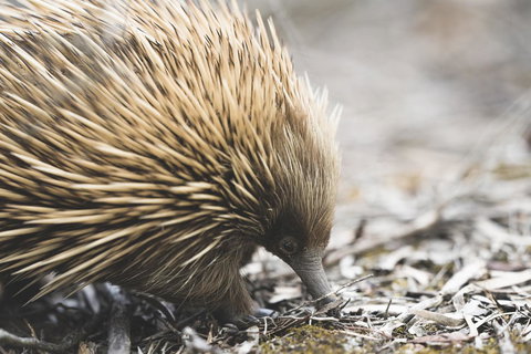 Sea Dragon Kangaroo Island - Accommodation Cairns 18
