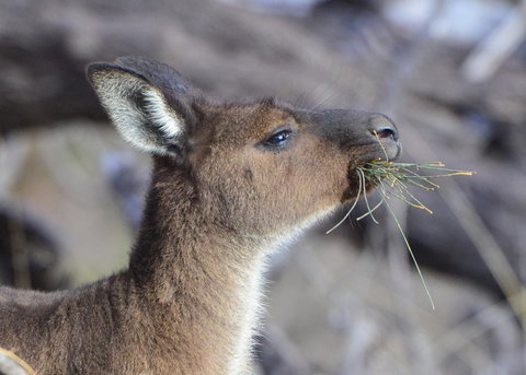 Sea Dragon Kangaroo Island - Accommodation Cairns 28
