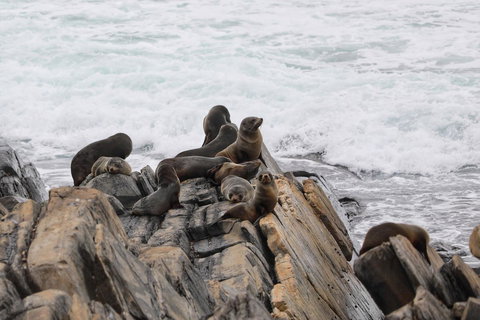 Sea Dragon Kangaroo Island - Accommodation Cairns 31