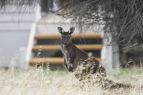 Sea Dragon Kangaroo Island - Accommodation Cairns 12