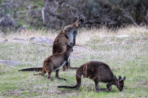 Sea Dragon Kangaroo Island - Accommodation Cairns 22
