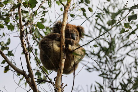 Sea Dragon Kangaroo Island - Accommodation Cairns 35