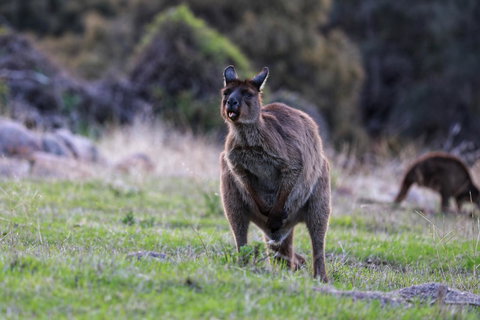 Sea Dragon Kangaroo Island - Accommodation Cairns 26