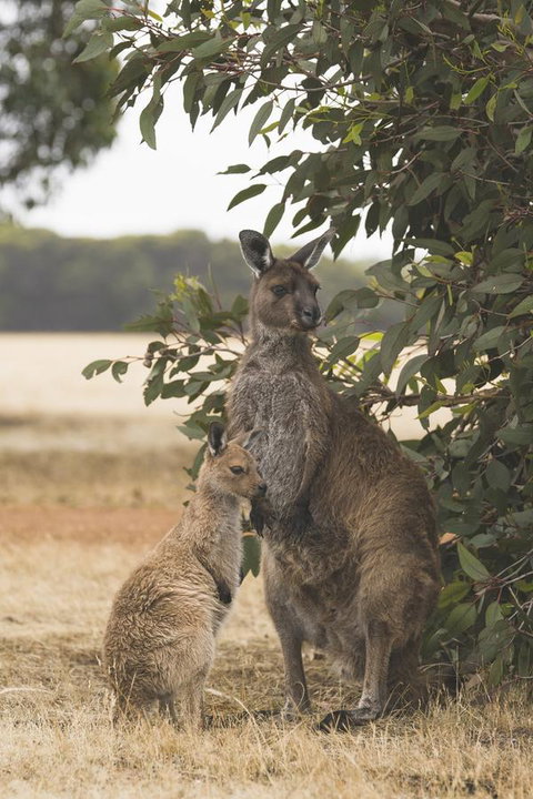 Sea Dragon Kangaroo Island - Accommodation Cairns 29