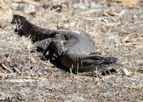 Sea Dragon Kangaroo Island - Accommodation Cairns 24