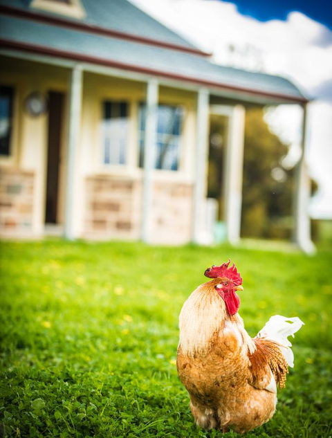 Barossa Vineyard Cottages - Accommodation Cairns 39