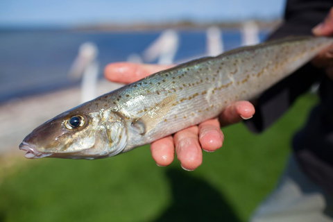 Modra\'s Apartments - Accommodation Cairns 18