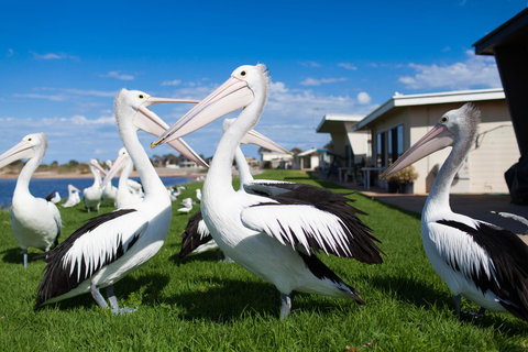 Modra\'s Apartments - Accommodation Cairns 13