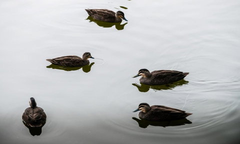 South Shores Yellowfin Villa 96 - South Shores Normanville - Accommodation Cairns 4