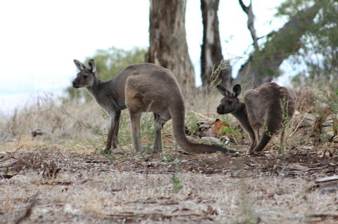 Windmill Cottage - Accommodation Cairns 3