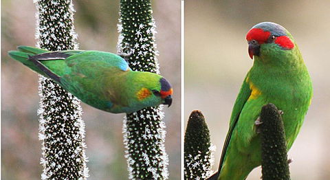 Windmill Cottage - Accommodation Cairns 12