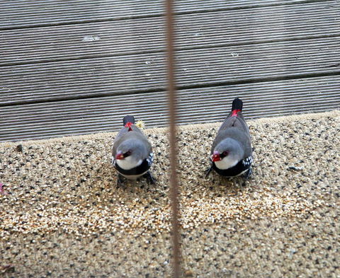 Windmill Cottage - Accommodation Cairns 13