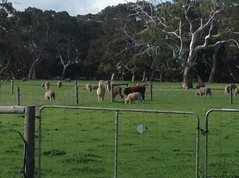 Breakaway Farmstay - Accommodation Cairns 6