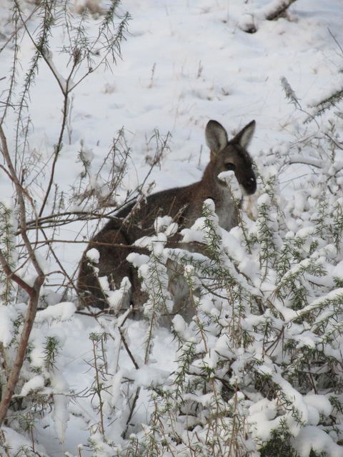 CHILL-OUT - Thredbo - Accommodation Cairns 3