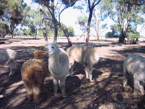 Linger Longer Vineyard - Accommodation Cairns 20