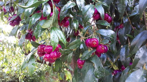 Linger Longer Vineyard - Accommodation Cairns 16